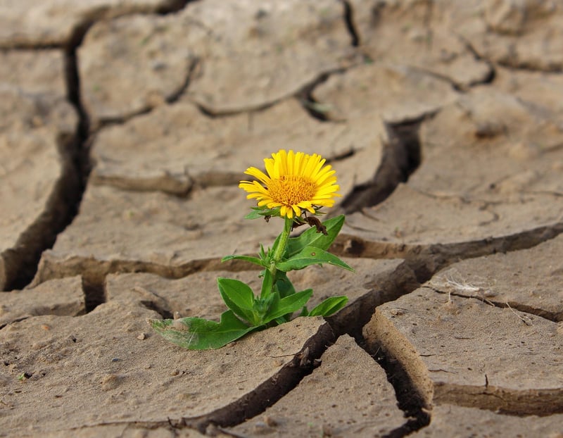 Triumph Against Adversity